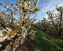 Orchard Blossom 96
